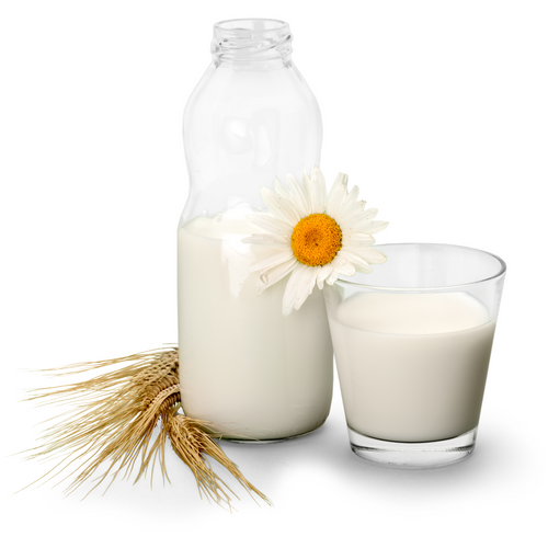 Fresh Buffalo Milk – Pure & Creamy