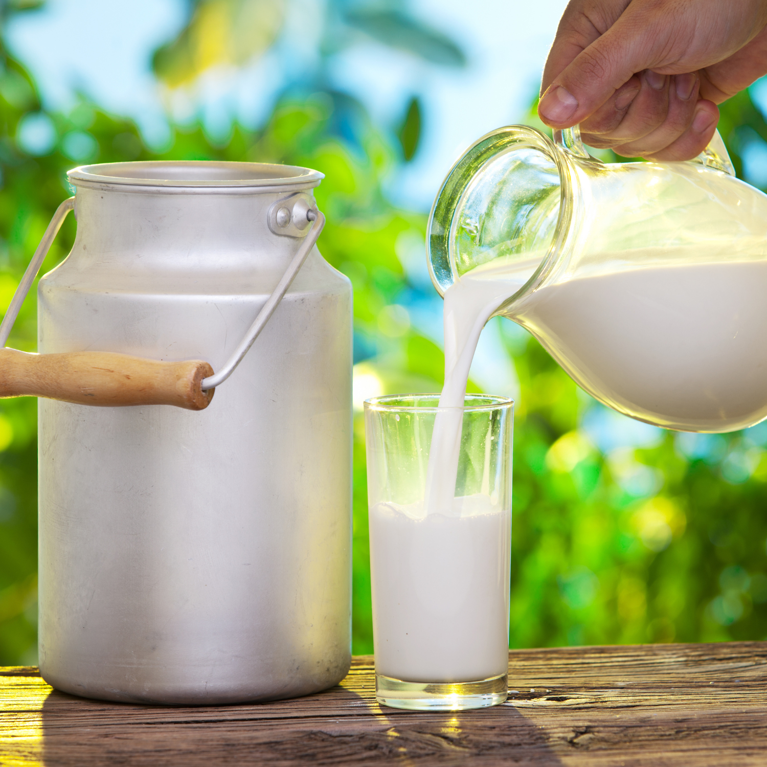 Fresh Buffalo Milk – Pure & Creamy